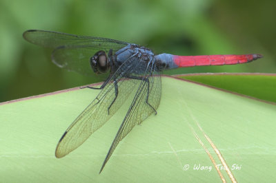 <i>(Orthetrum schneideri)</i>