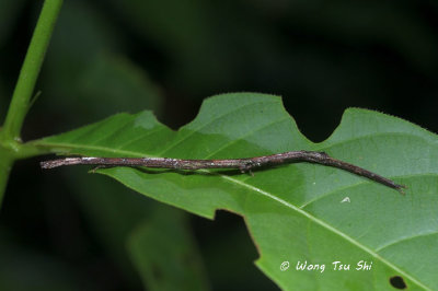 Lonchodidae sp. A
