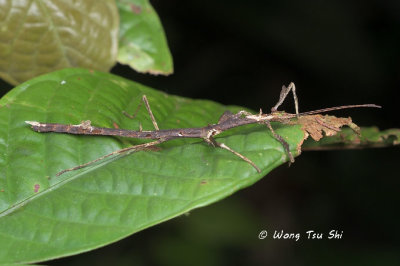 (Lonchodidae, Phenacephorus cornucervi) nymph
