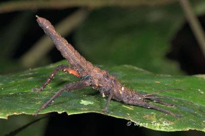 (Heteropterygidae, Haaniella echinata)