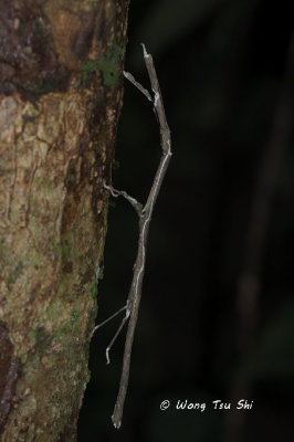 {Order}Phasmatodea sp. D