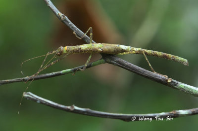 {Order}Phasmatodea, {Superfamily} Aschiphasmatoidea sp. A