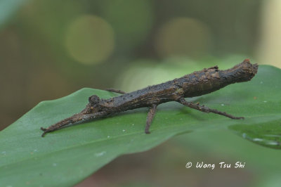 <i>(</i>Heteropterygidae, <i>Pylaemenes borneensis)</i>