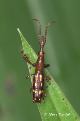 (Brentidae, Eutrachelus sp.)[A] Primitive Weevil