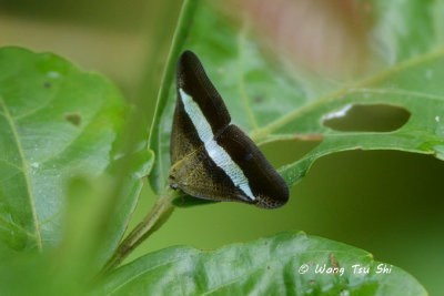 (Ricaniidae, Pochazia transversa)Planthopper