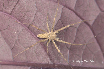 PISAURIDAE - Nursery Web Spiders