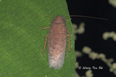(Blaberidae, Stictolampra lurida)