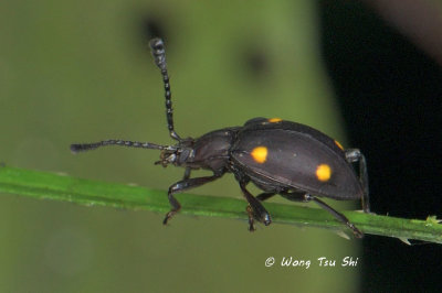 (Endomychidae, Eumorphus tetraspilotus) Handsome Fungus Beetle