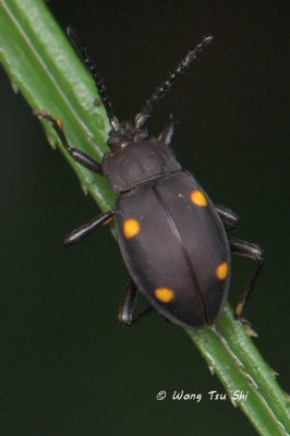 (Endomychidae, Eumorphus tetraspilotus) Handsome Fungus Beetle