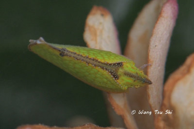 (Flatidae, Salurnis marginella)Planthopper 