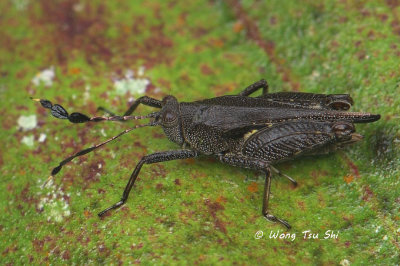 <i>(</i>Tetrigidae, <i>Phaesticus insularis)</i><br /> Pygmy-locust
