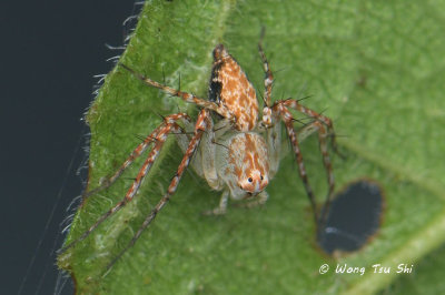 <i>(Hamataliwa sp.) [J]</i><br /> ♀