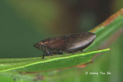 (Aphrophoridae sp.)[A] Spittlebug