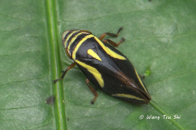 (Aphrophoridae sp.)[B] Spittlebug