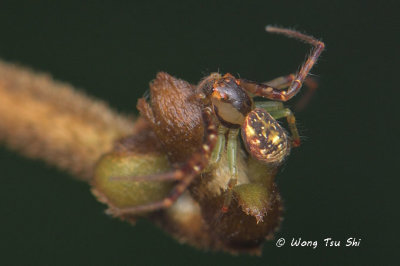 THOMISIDAE - Crab Spiders