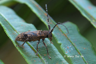 (Cerambycidae, Metopides sp.)  Long-horned Beetle 
