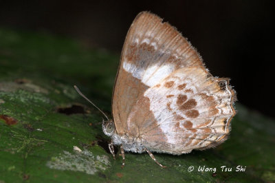 (Simiskina phalena phalena) Broad-banded Brilliant