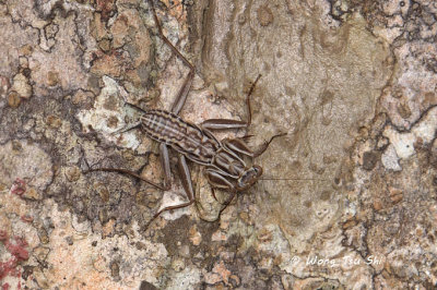 Possibly (Metallyticidae, Metallyticus violaceus)  nymph