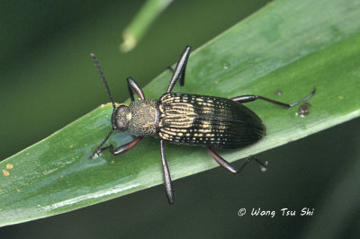 (Tenebrionidae, Stronglium sp.)[A]Darkling Beetle