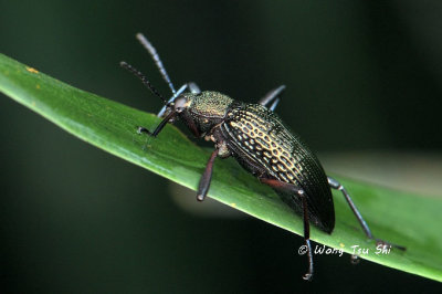 (Tenebrionidae, Stronglium sp.)[A]Darkling Beetle
