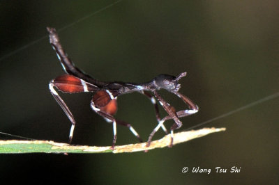 (Phylliidae, Phyllium sp. A)