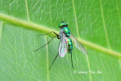 (Dolichopodidae, sp.)[A] Long-legged Fly