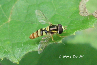 (Syrphidae, Ischiodon scutellaris) Hover Fly