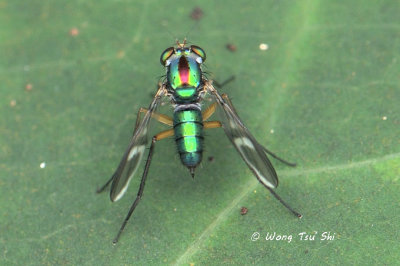 (Dolichopodidae, sp.)[B] Long-legged Fly