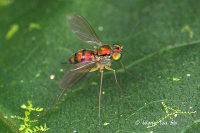 (Dolichopodidae, sp.)[C] Long-legged Fly
