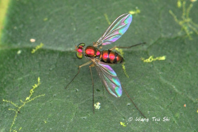 (Dolichopodidae, sp.)[C] Long-legged Fly