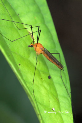(Tipulidae sp.)[B]Crane fly