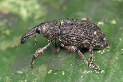 (Curculionidae, Baridinaesp.)[A]Weevil