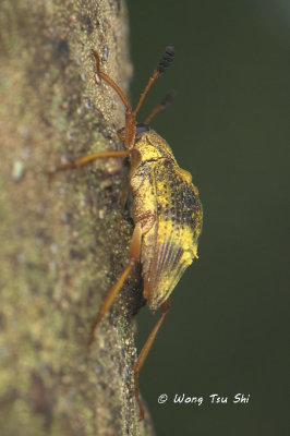 (Anthribidae, sp.)[B]  Fungus Weevil