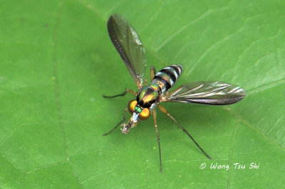 (Dolichopodidae, sp.)[D] Long-legged Fly