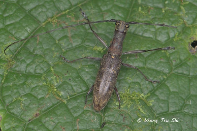 (Cerambycidae, Gnoma longicollis)  Long-horned Beetle 