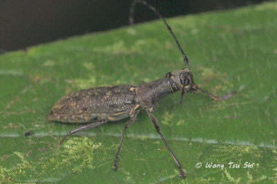 (Cerambycidae, Gnoma longicollis)  Long-horned Beetle 