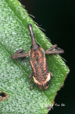 (Curculionidae, sp.)[F]Weevil