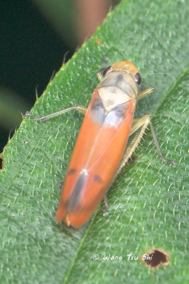 (Cicadellidae, cf. Sochinsogonia circulorum)Typical Leafhopper