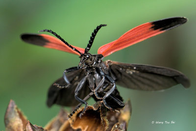 <i>(</i>Lycidae, <i>Lycostomus sp.)[A]</i><br />Net-winged Beetle
