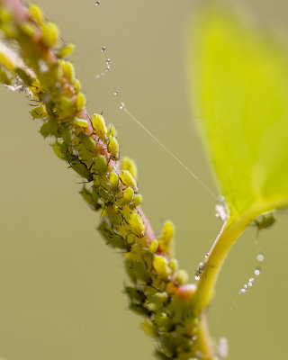 g12/77/588477/3/171678453.MbD7E4EP.jpg