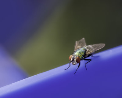g12/77/588477/3/171902189.gznhywOD.jpg