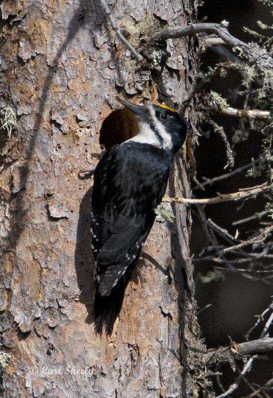 Black-backed7806.tif
