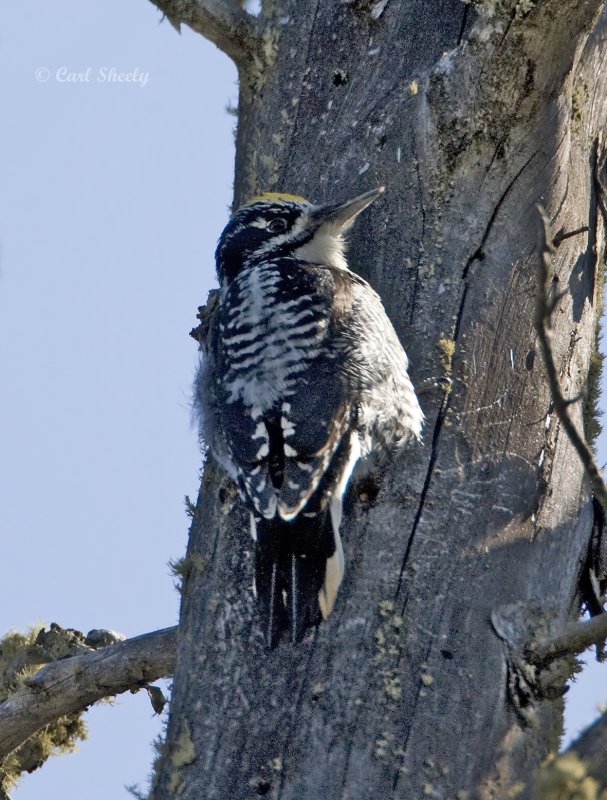 Three-toed7681.tif