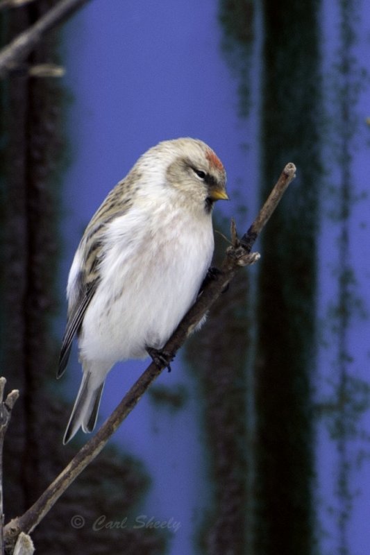 Hoary Redpoll 0133.tif