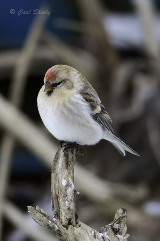 Hoary Redpoll 0163.tif