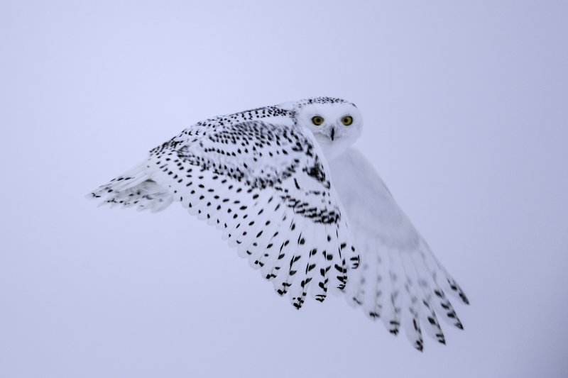 Snowt Owl 9854.tif