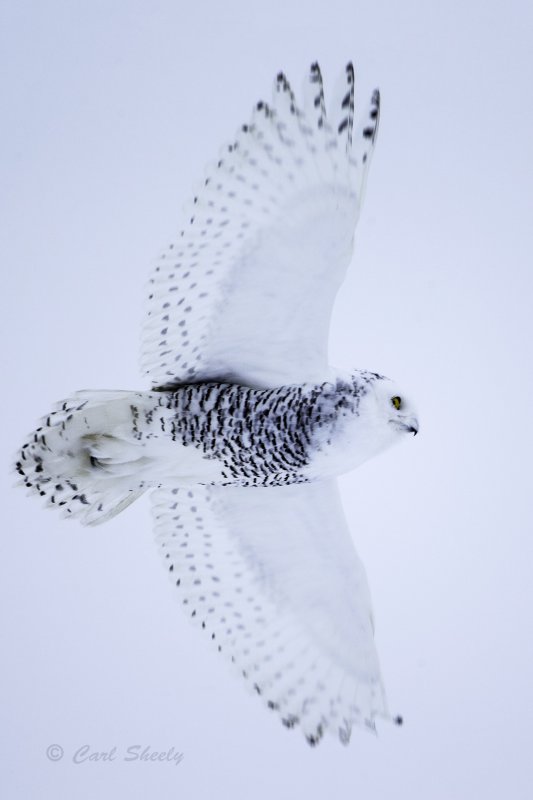 Snowy Owl 9863.tif