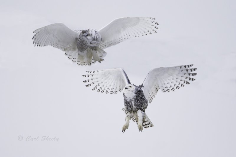 Snowy Owls 0234.tif