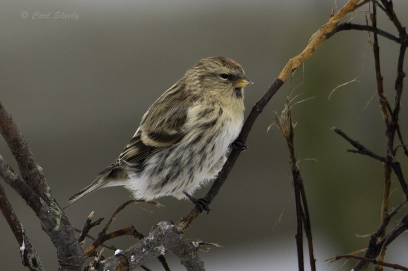 Common Red Poll 0198.tif