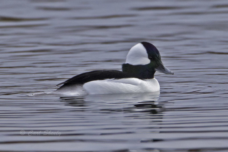 Bufflehead0211.jpg